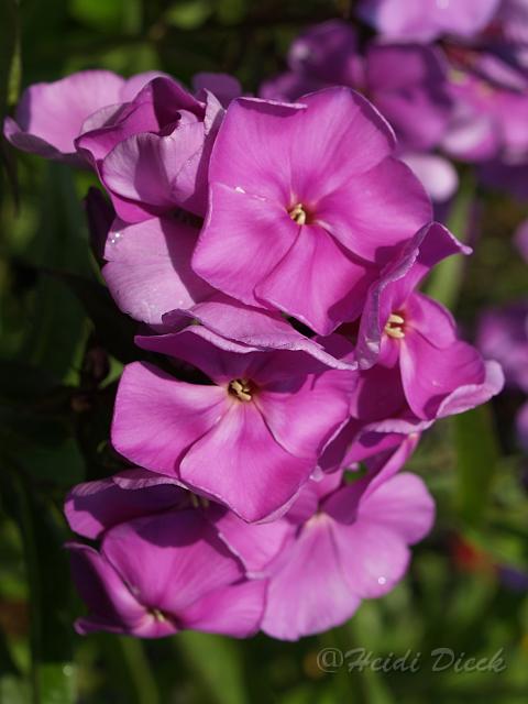 Phlox Bonnie Maid_1.JPG